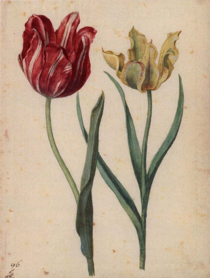 Two Tulips